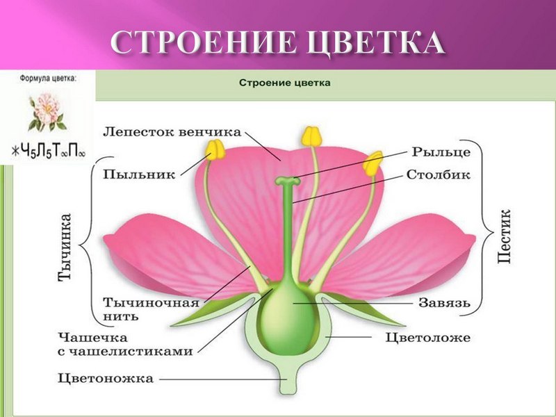 &amp;quot;Строение цветка&amp;quot;.