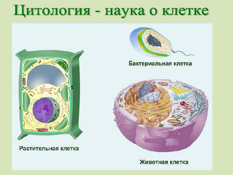 «Клетка и её строение. Цитология – наука о клетке».