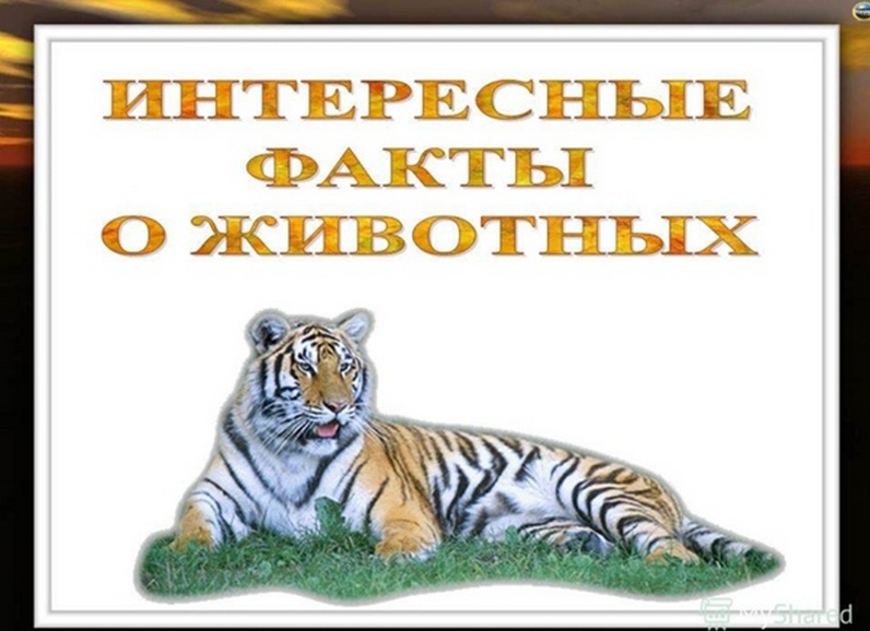 &amp;quot;Сто фактов о животных&amp;quot;..