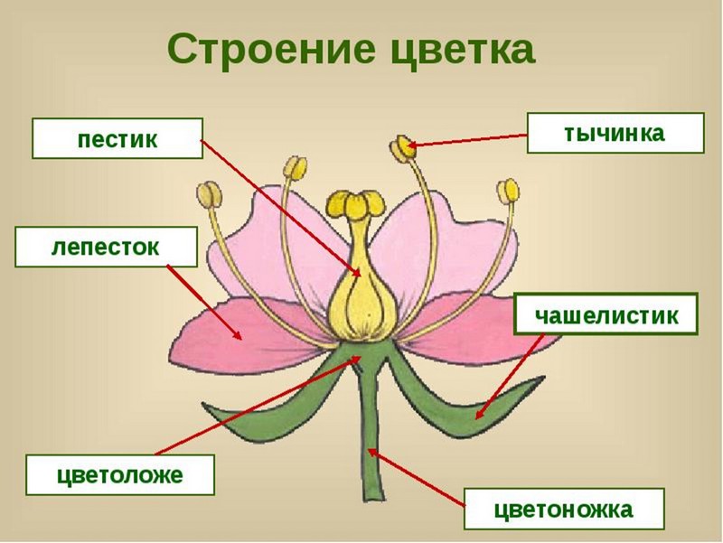 Урок биологии &amp;quot;Строение цветка&amp;quot;.