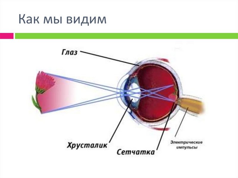 Занятие по теме: &amp;quot;Как мы видим&amp;quot;.